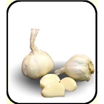 Garlic (allium Sativum)